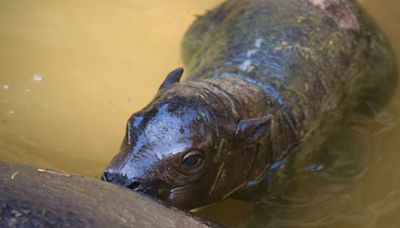 "We have Moo Deng at home": Where to see baby pygmy hippos in the U.S.