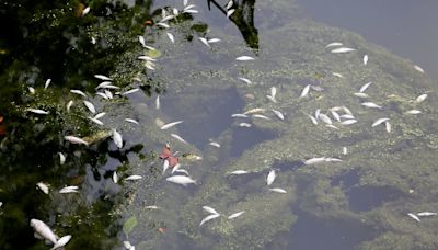 Dead fish floating in West Midlands canal that was poisoned