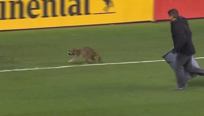 El fichaje más animal de la MLS