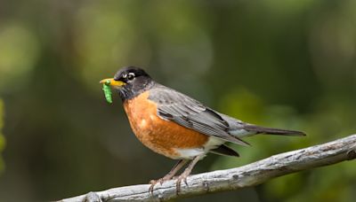 Mama Bird Hilariously Spooks Innocent Man Who Just Wanted a Closer Look