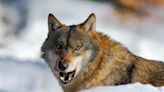 Europe has a wolf problem, and a late Norwegian philosopher had the solution