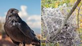 Researchers Find Birds Are Using Anti-Bird Spikes to Build Their Nests: 'A Brilliant Comeback'