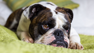 English Bulldog Has His Normal ‘Friday Tantrum’ and It’s Too Adorable