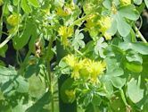 Tropaeolum peregrinum