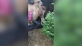 Alpacas and llamas snack on Christmas trees in unique recycling program