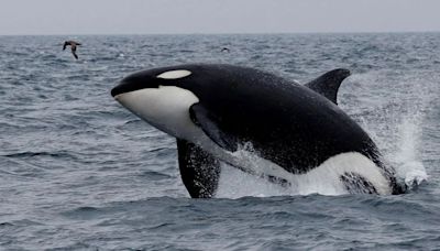 Las orcas no atacan a los barcos: son adolescentes juguetonas, dicen los científicos