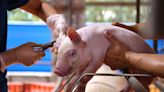 Hog weights falling due to hot weather - BusinessWorld Online