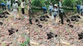 Monos saraguatos caen muertos a causa del calor en Tabasco y Chiapas
