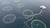 Dying salmon trouble Norway's vast fish-farm industry