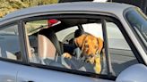 When Crossing the Country by Car, Choosing the Right Dog and Car Is Crucial