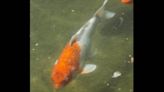 Dozens of koi fish worth $4,000 vanish from a California park, officials say