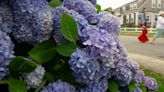 It’s Not Just Your Garden: ‘Hydrangea Hysteria’ Blooms in the Northeast