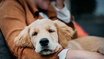 Golden Retriever Puppy's Precious First Airplane Trip Has People Totally Captivated