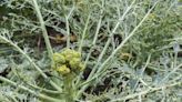 11 Common Broccoli Bugs and How to Get Rid of Them
