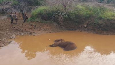 Tusker found dead in pond inside forest near Coimbatore