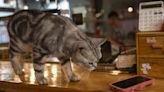 Ohio Brewery’s ‘Manager Cat’ Set To Recover From Cancer