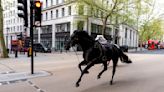 Escaped army horses run amok in central London