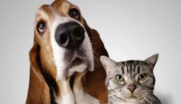 Cats vs Dogs: Reasons Why Dogs Are Better Than Cats