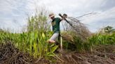 Southeastern Louisiana University to collect Christmas trees for wetland restoration in Hammond, Ponchatoula