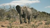 "No acepta un no por respuesta": ¿Por qué Botsuana amenaza con enviar manadas de elefantes a Alemania?