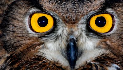 Listen Up Night Owls – We've Got Great News About Your Intelligence Levels