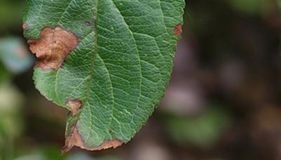 Alternaria leaf spot spreading like wildfire in apple orchards in Himachal Pradesh