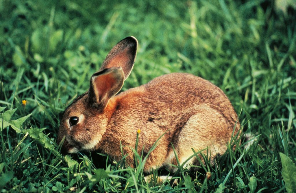 How Furry Pet Rabbits Can Become Invasive Feral Pests