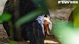 動物園傳出好消息 瀕危物種越南鷴雛鳥正積極育幼中
