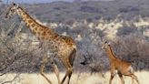 Rare Spotless Giraffe Photographed in the Wild Weeks After Birth of Similar Calf at U.S. Zoo