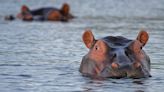 Fact Check: Are Hippos Too Dense To Swim?