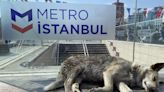 土耳其流浪動物地圖網站爭議 (圖)