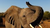 Botswana threatens to send 20,000 elephants to "roam free" in Germany