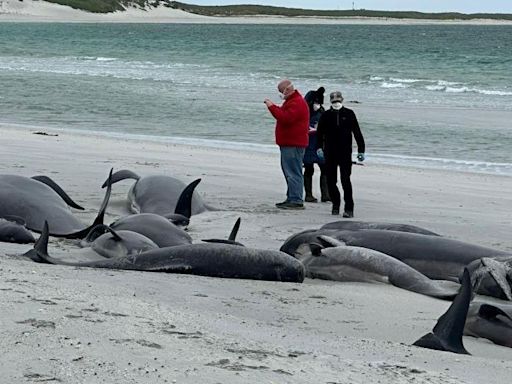 Whales to be buried on island after archaeology tests