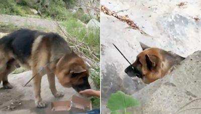 Hikers Find German Shepherd Dog with His Mouth 'Cruelly Zip Tied Shut' Abandoned in Calif. Canyon