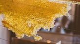 Como a crise climática atinge os coletores de mel alucinógeno do Nepal
