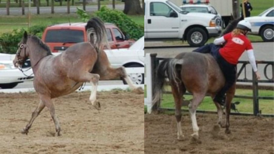 New Orleans Police Department mourns loss of oldest horse after 20 years of service