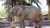 Zoológico de León vive duelo por muerte del elefante africano "Davy"