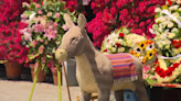 Famous stuffed donkey from Olvera Street in LA facing eviction