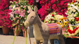 After 57 years, Olvera Street burro photo stand reaches deadline to vacate. What happens next?