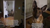 Delight at German shepherd reminding owner he's owed a "midnight snack"