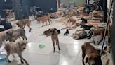 VIDEO: Perritos de refugio Cachorrilandia fueron rescatados antes impacto del huracán Beryl en Quintana Roo