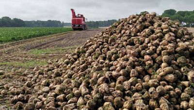 Asaja reclama a Azucarera que mejore su capacidad de molienda en La Bañeza para no perjudicar a los agricultores