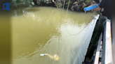 Cube-shaped creature with 24 eyes discovered hiding in pond in Hong Kong, study says