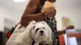 Spain’s first public pet cemetery opens with grief support for owners