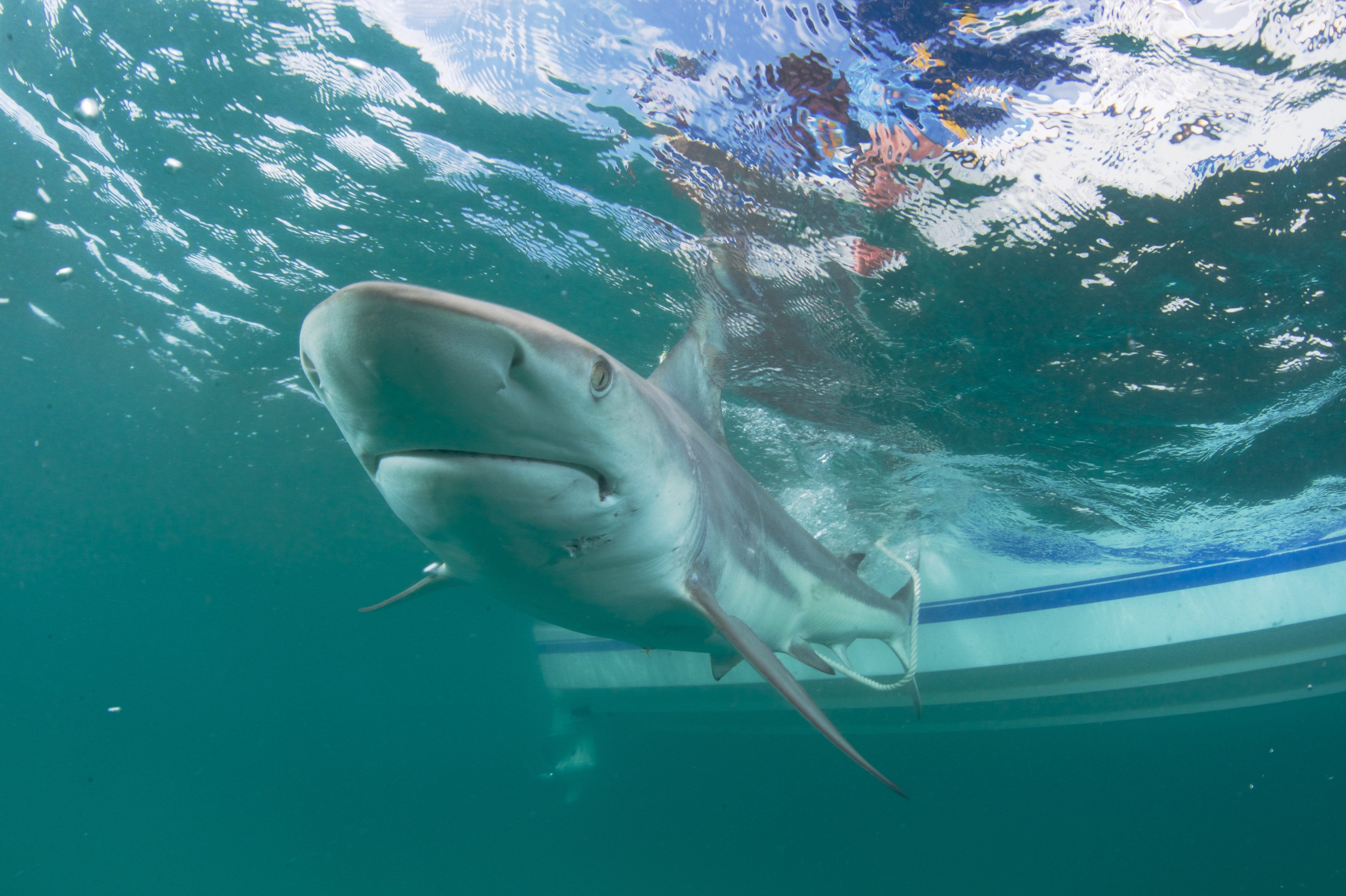 More shark bites than anywhere else: Why is NSB the "Shark Bite Capital of the World?"