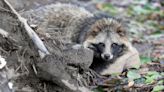 Raccoon dog DNA from Wuhan market supports the idea that COVID came from animals