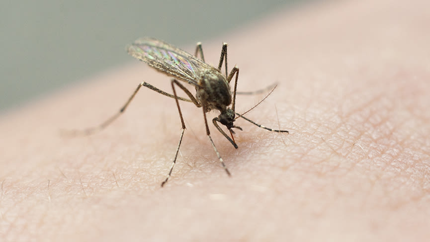 Mosquito tests positive for West Nile virus in Fort Bend County, health officials say