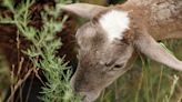 Sheep hired to graze Lake Michigan island where mowers can’t go