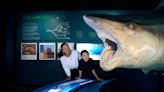 El asombroso mundo de los tiburones llega a Miami con la exposición "Sharks"