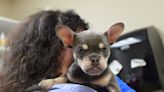 Oregon Humane Society reintroduces walk-in adoptions at Portland campus